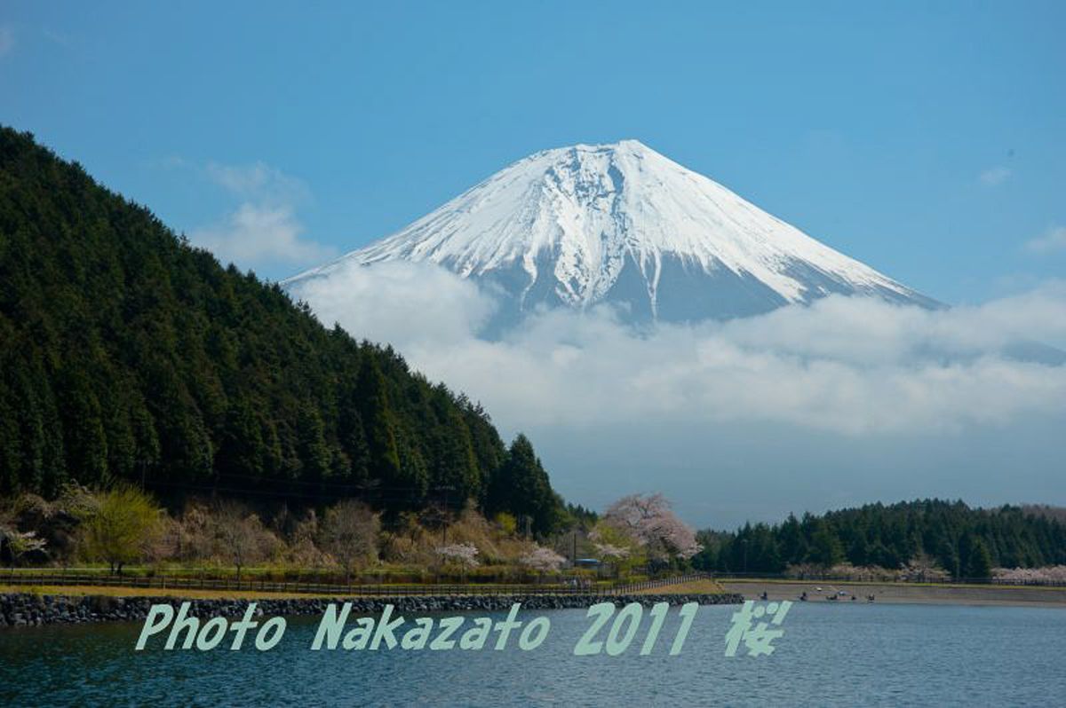 田貫湖の桜